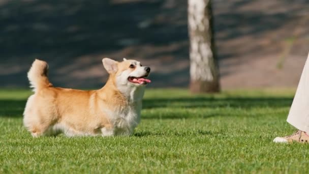 piccoli cani simpatici divertenti bulldog francese e corgi su una passeggiata nel parco a giocare su erba cane ritratto - Filmati, video