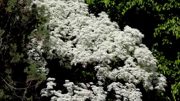 Planta de hoja blanca conocida como "noivinha" Euphorbia leucocephala. del brasileño cerrado en vídeo panorámico, balanceándose con un viento suave y relajante.Braslia DF - Imágenes, Vídeo
