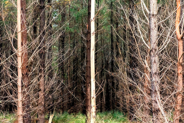 Valokuva pensaspalo vaikutti puita mäntymetsän Keski Tablelands New South Wales Australiassa - Valokuva, kuva