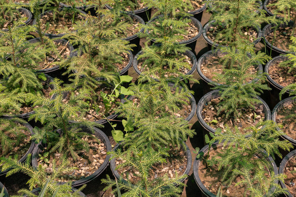 Small seedlings plants of araucaria in nursery - Photo, Image