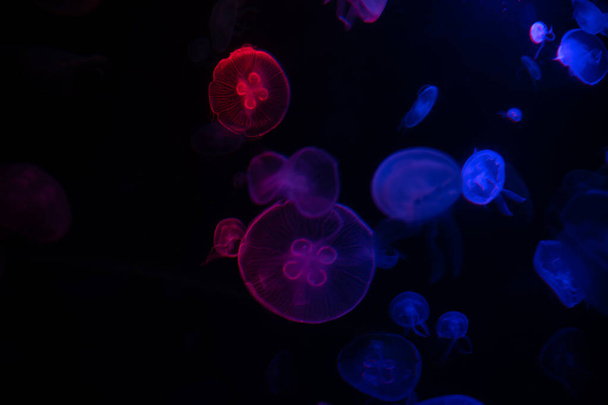 jellyfish in water small jellyfish aquarium - Fotoğraf, Görsel