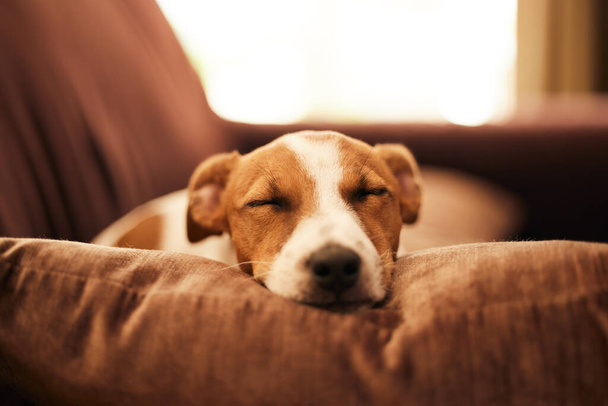 Pies na kanapie, spać i zrelaksować się w domu dla szczęśliwego zwierzaka w komforcie i bezpieczeństwie w salonie. Zmęczony Jack Russell śpi na kanapie, meblach i zwierzakach z lojalnością, uroczą twarzą i poduszką w samym salonie - Zdjęcie, obraz
