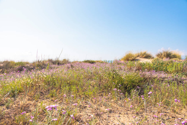 path between blooming flowers through the dunes to the sea in Carnon in France - Photo, image