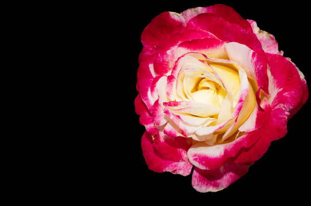 Bella rosa fiore da vicino - Foto, immagini