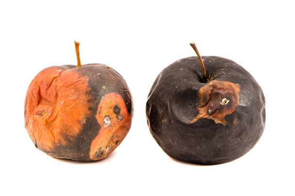 Duas maçãs podres isoladas no fundo branco
 - Foto, Imagem