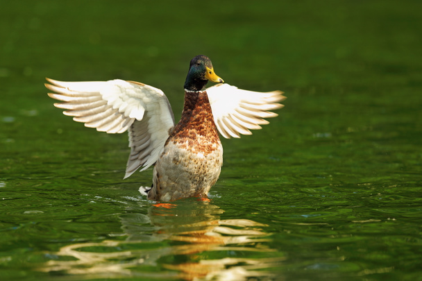 Canard colvert mâle avec ailes écartées
  - Photo, image