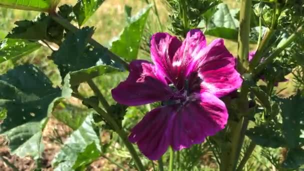  cultured mallow, medicinal plant with flower in summer with bee - Footage, Video