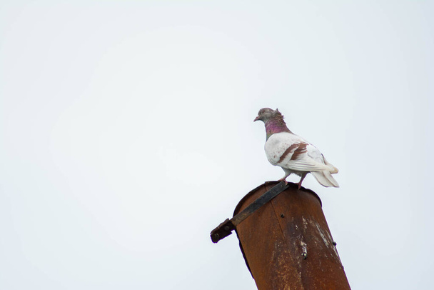 Beautiful doves in nature. Domestic pigeons - Fotoğraf, Görsel
