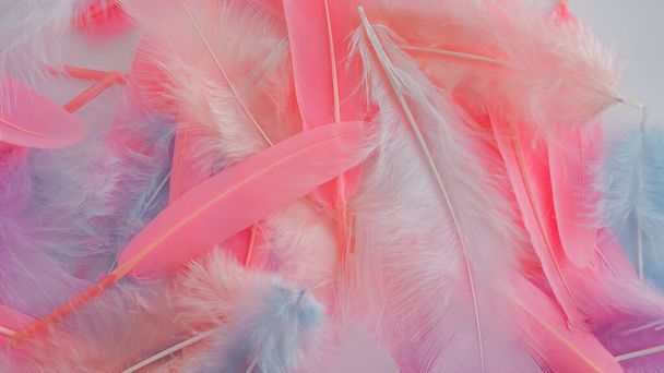 pink feather wool pattern texture background - Foto, imagen
