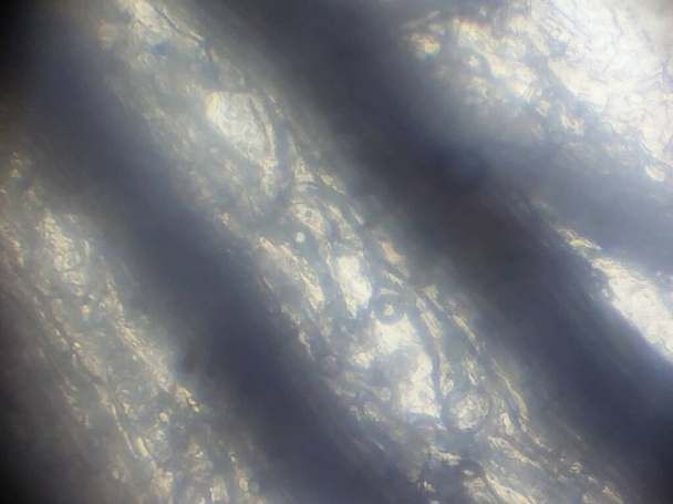 Микроскопическая фотография биологических объектов - Фото, изображение