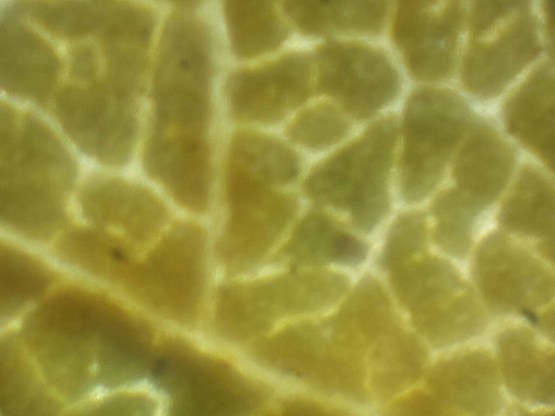 Biyolojik nesnelerin mikroskobik fotoğrafları - Fotoğraf, Görsel