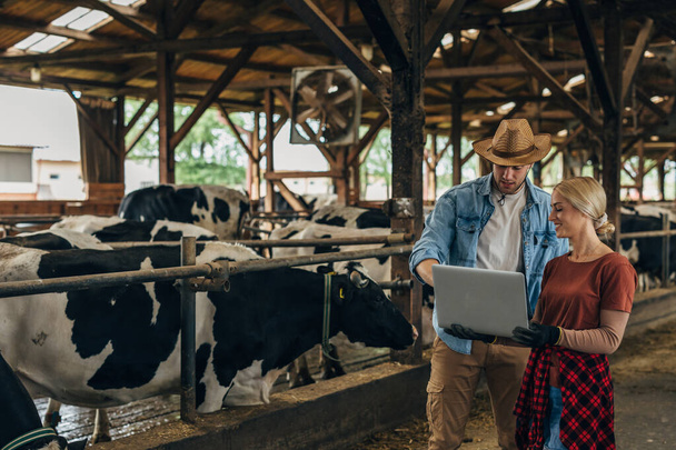 Two farmers using computer in a stable. - Foto, Bild