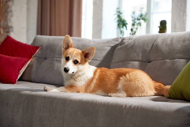 Attractive, cute, beautiful purebred corgi dog lying on sofa in living room on daytime. Comfort. Concept of animal life, care, pet friend, lifestyle, happiness, vet, grooming - Photo, Image