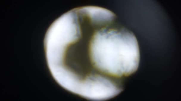 Mikroskopische Fotografie biologischer Objekte - Filmmaterial, Video