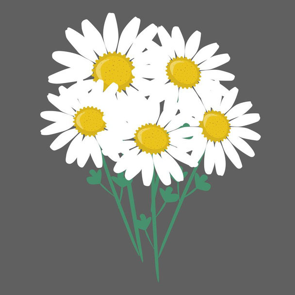 Hermosas flores de margarita, ilustración vectorial aislada, sin costuras - Vector, Imagen