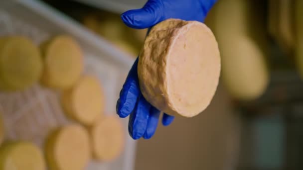 Teste di formaggio in un magazzino di stagionatura del formaggio Concetto di produzione deliziosi formaggi a mano con formaggio primo piano - Filmati, video