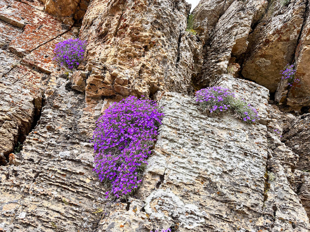 Purple Hues Amidst the Peaks: Embrace the Captivating Charm of this Ground Cover Ornamental Plant - Photo, Image