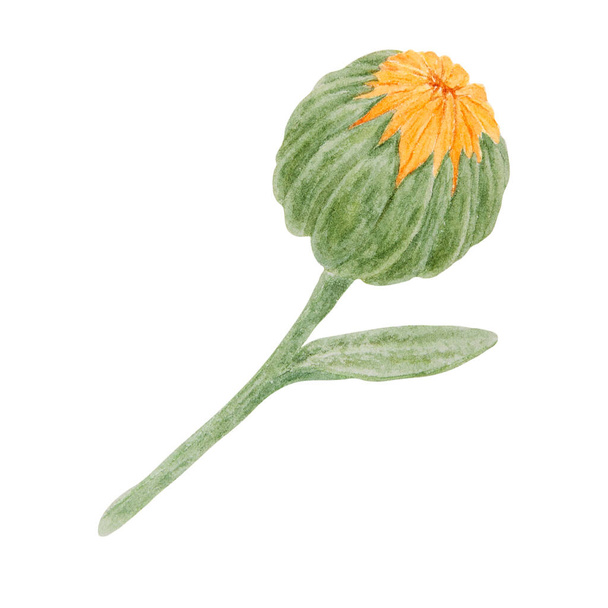 Orange calendula officinalis watercolor hand drawn illustration. Sunny ruddles flower with yellow petals and green leaves for natural herbal medicine, healthy tea, cosmetics and homeopatic remedies - Fotó, kép