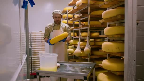 A kesztyűs sajtkészítő kefével tisztítja a sajtot a tejgazdaságok raktárában Tejtermelés Sikeres mezőgazdasági vállalkozás - Felvétel, videó