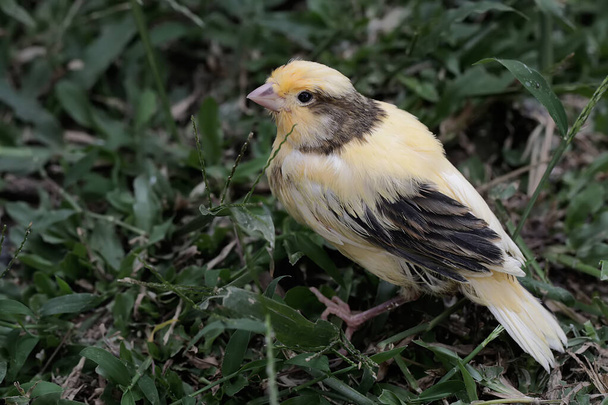 A young canary bird is looking for food in the meadow. This bird has the scientific name Serinus canaria. - Photo, Image