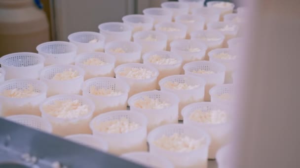 queso fresco vertido en el molde para hacer queso brie producción de queso artesanal de cerca - Metraje, vídeo