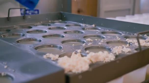 cheese maker pours fresh cheese into molds making brie cheese craft cheese production - Footage, Video