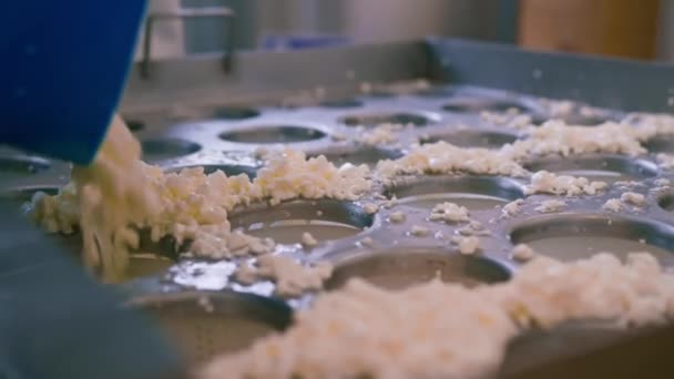 τυροκόμος ρίχνει φρέσκο τυρί σε καλούπια που παράγουν τυρί μπρι παραγωγή τυριού - Πλάνα, βίντεο