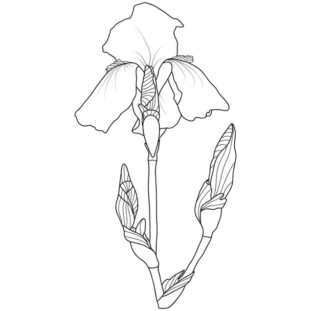 Line art iris flower on white background, vector illustration. - Vektor, obrázek