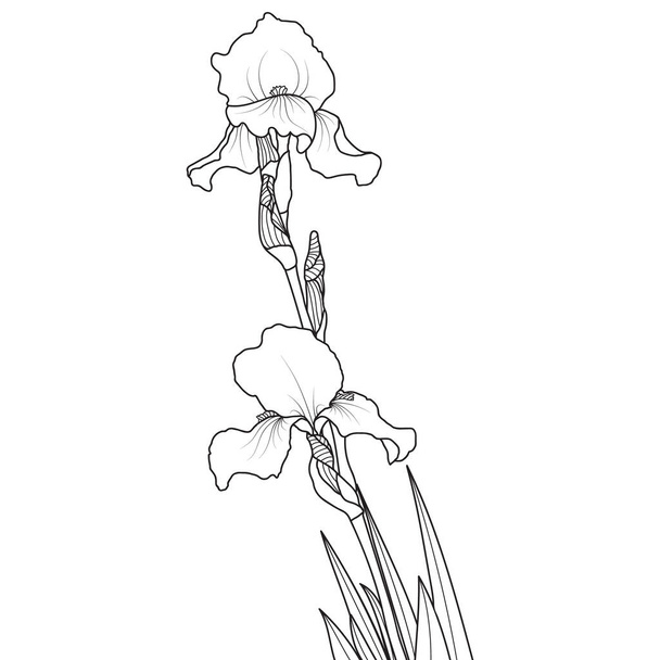 Line art iris flower on white background, vector illustration. - Vektor, kép