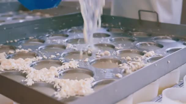 sýrař nalévá čerstvý sýr do forem na výrobu sýrových tvarů - Záběry, video