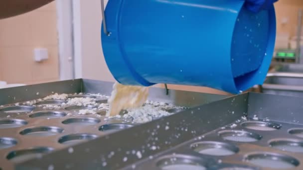 fabricante de queso vierte queso fresco en moldes de fabricación de queso brie producción de queso artesanal - Metraje, vídeo