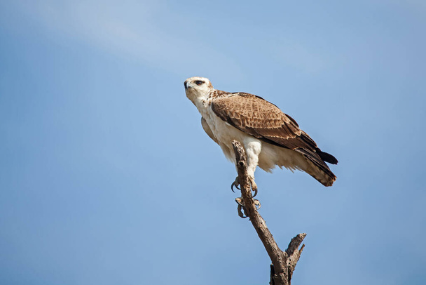 The pale morph of Wahlbergs Eagle (Aquila wahlbergi) in Kruger National Park. Afrique du Sud - Photo, image