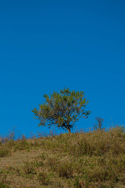 green tree on blue sky background  - Fotografie, Obrázek