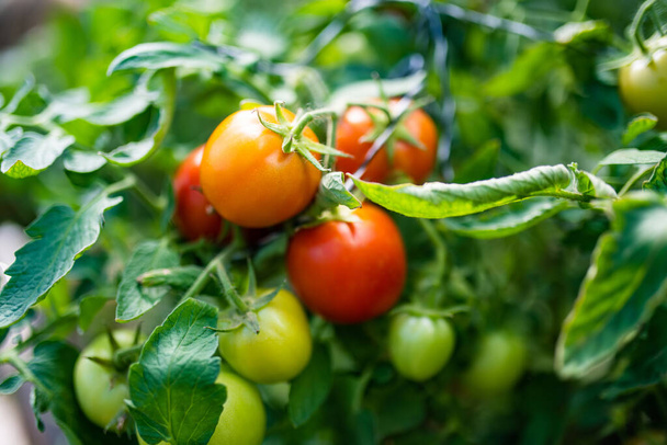 Ripening organic fresh tomatoes plants on a bush. Growing own fruits and vegetables in a homestead. Gardening and lifestyle of self-sufficiency. - Valokuva, kuva