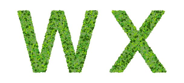 W X abeceda písmena z zelených listů izolovaných na bílém pozadí. - Fotografie, Obrázek