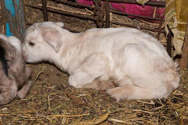 Alpine Goat Dairy Animal. Newborn baby goats are sleeping. - Photo, Image