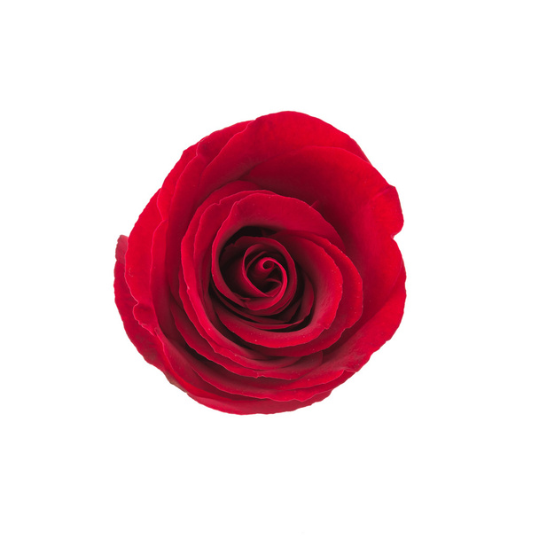 червоні троянди
 - Фото, зображення