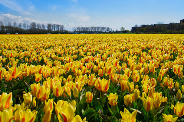 Желтые тюльпаны цветут на весеннем поле. Ярко-желтый тюльпан в центре поля. Поля тюльпанов в даче, Нидерланды. - Фото, изображение
