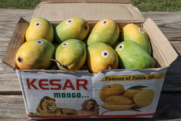 Egy doboz mangó különleges Gir Kesar mangóval. Gyümölcskinf Mango - Fotó, kép