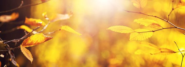 Őszi háttér sárga levelek fa ágak homályos háttér napsütéses időben - Fotó, kép