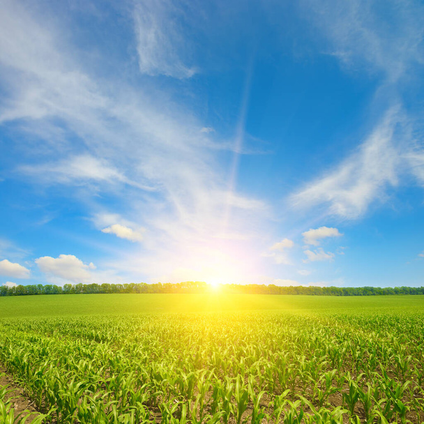夏のトウモロコシ畑の日の出。農業の背景 - 写真・画像