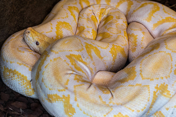 Keltainen ja valkoinen burmalainen python käpertyi itsensä päälle pää ulkonevana. Python bivittatus. - Valokuva, kuva