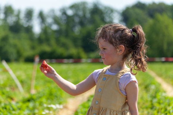 Pikkutyttö poimii mansikoita pellolla aurinkoisena kesäpäivänä. - Valokuva, kuva
