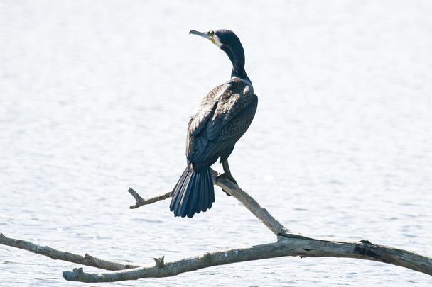 Cormorant on tree branch - Photo, Image