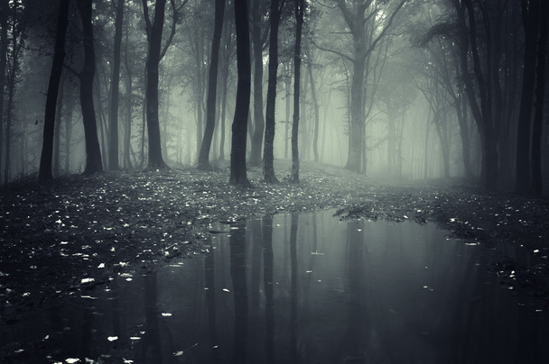 Lake in dark mysterious forest - Photo, Image