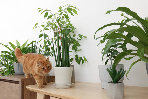 Adorable cat near green houseplants on wooden table at home - Fotografie, Obrázek