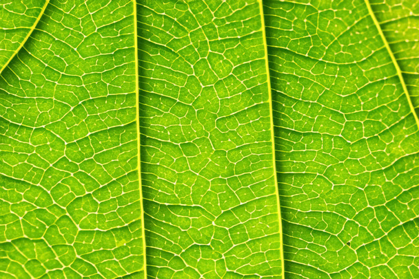 Beautiful Leaf Macro A Captivating CloseUp of Nature's Delicate Beauty - Foto, afbeelding