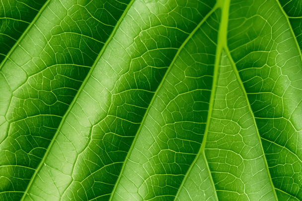 Beautiful Leaf Macro A Captivating CloseUp of Nature's Delicate Beauty - Φωτογραφία, εικόνα