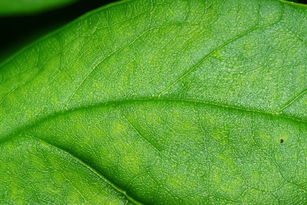 Beautiful Leaf Macro A Captivating CloseUp of Nature's Delicate Beauty - Фото, изображение