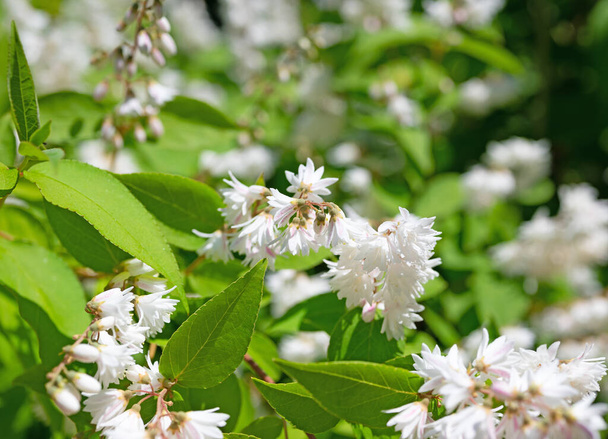 White flowering Deutzia  in early summer - Photo, Image